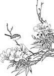 花鸟白描
