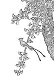 花鸟白描