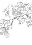 花鸟 白描