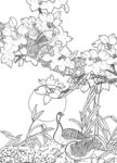 花鸟白描