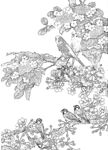 花鸟白描