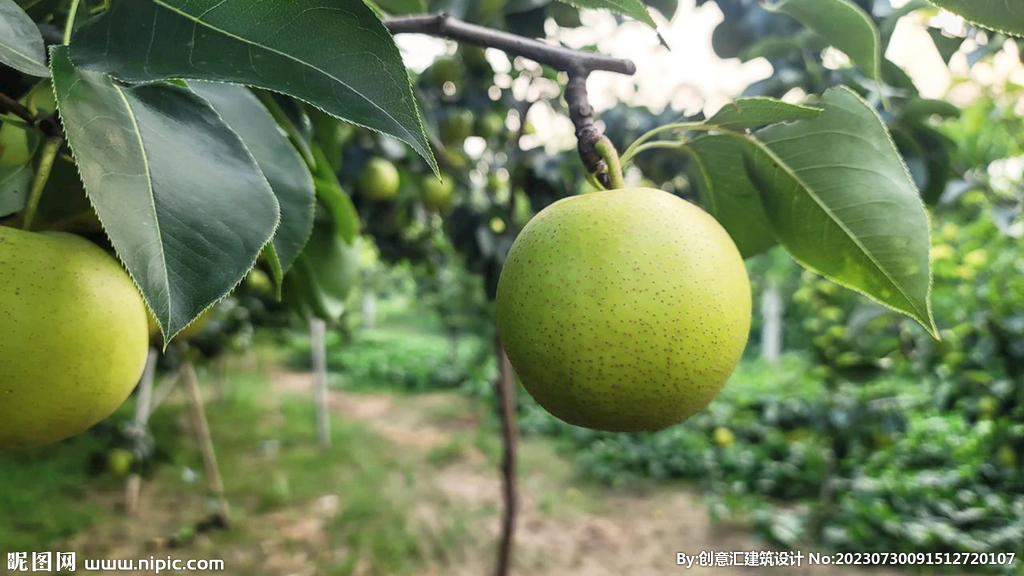 脆梨