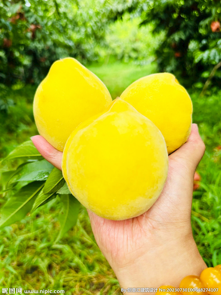 黄桃