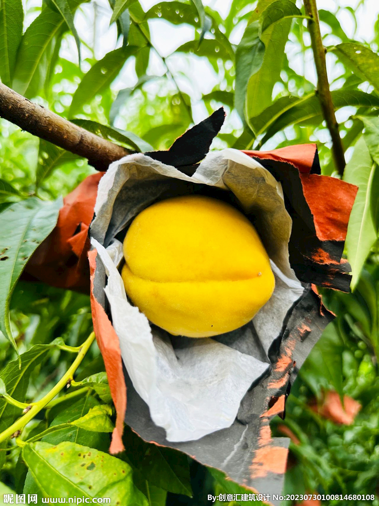 黄桃
