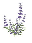 薰衣草矢量