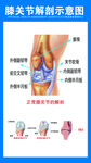 膝关节解剖示意图