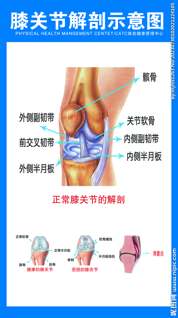 膝关节解剖示意图