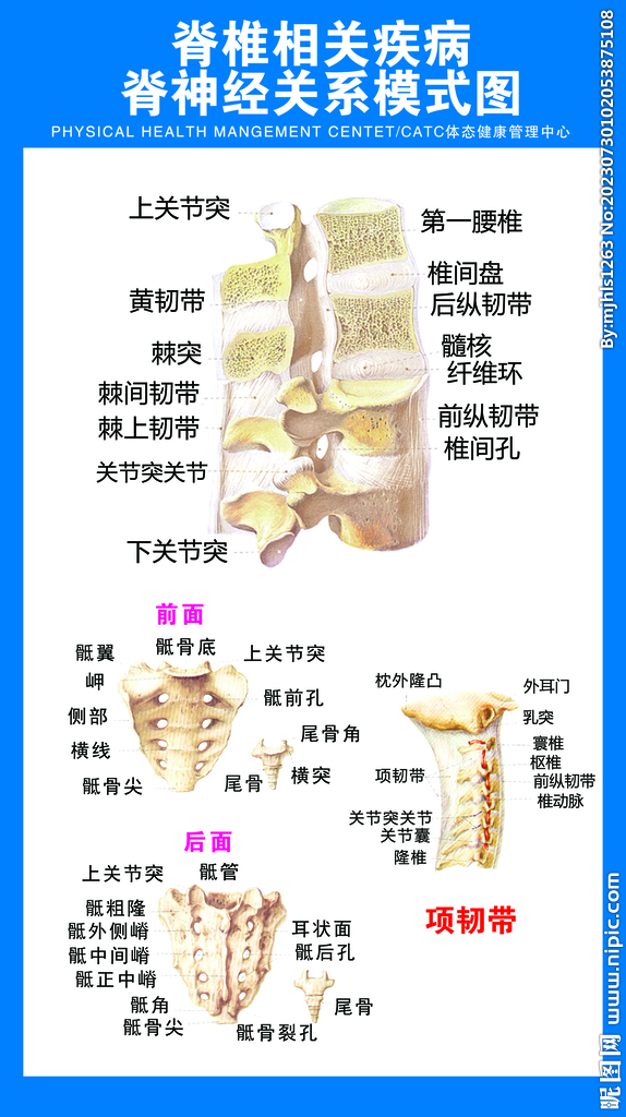 脊椎相关疾病