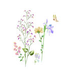 大牌花