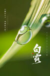 白露海报
