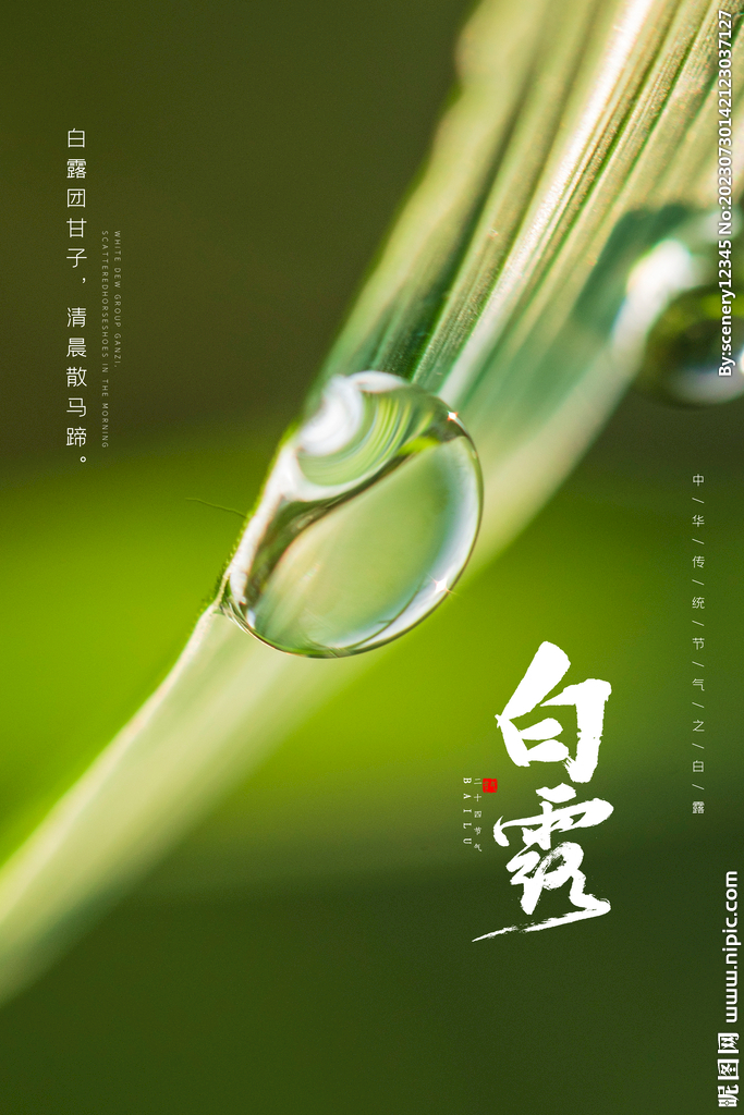 白露海报