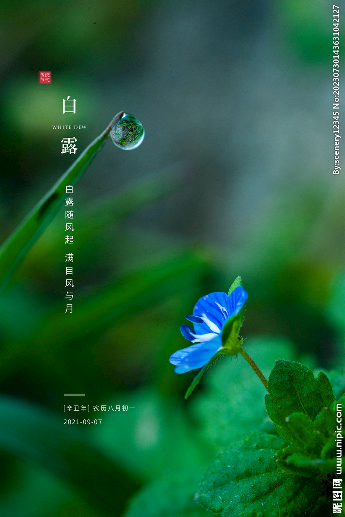 白露海报