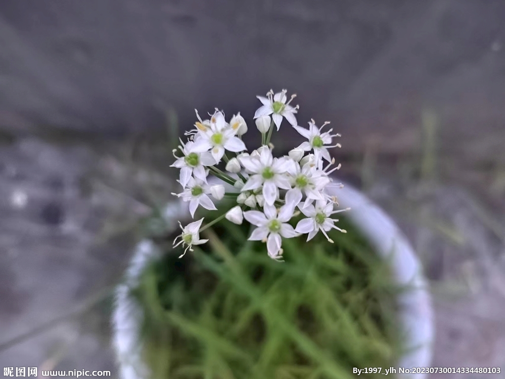 在家发现的野花