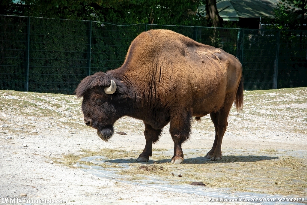 野牛