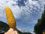 玉米