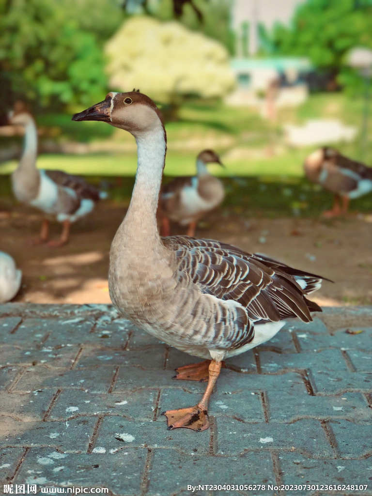 大鹅