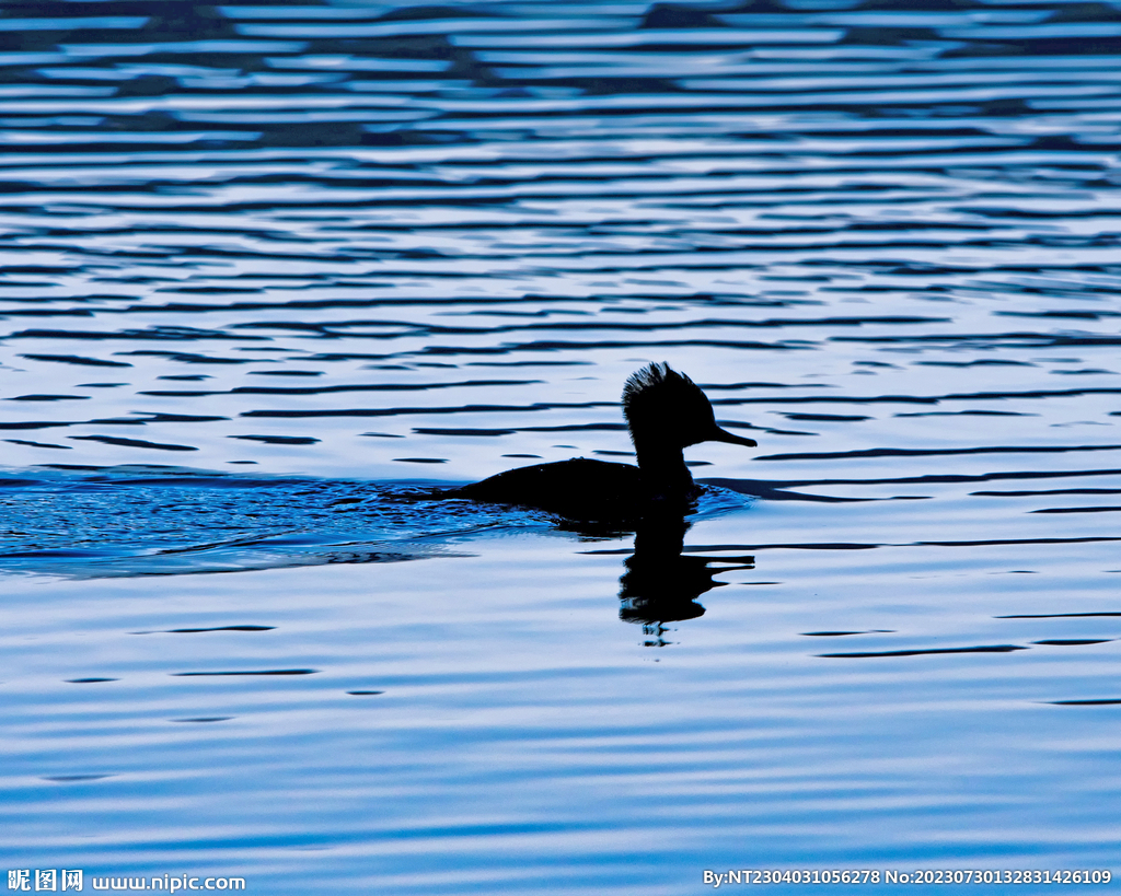 Delta Waterfowl Wallpaper - WallpaperSafari