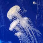 水母