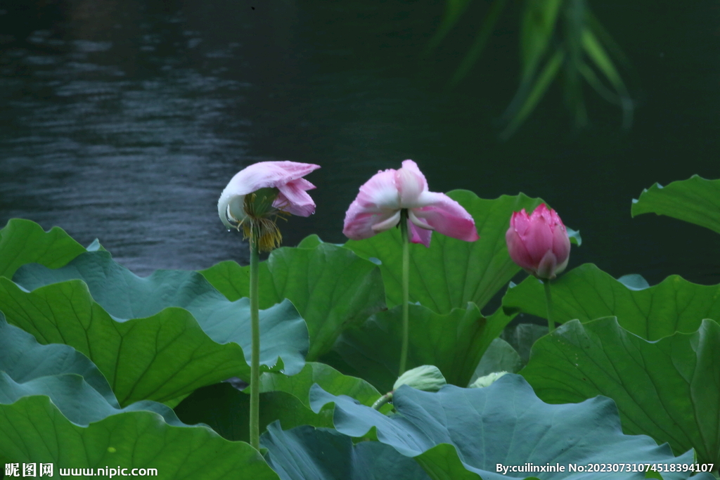 睡莲花 