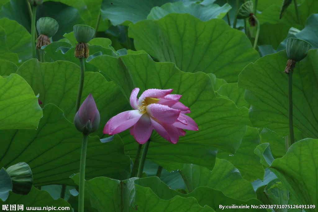 睡莲花 