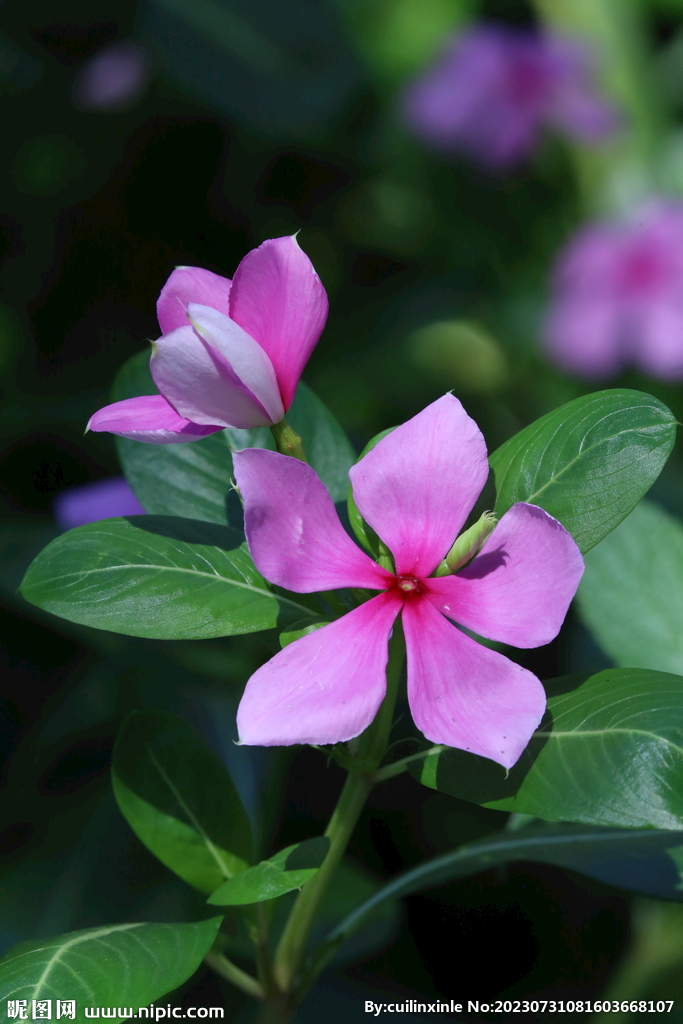 长春花