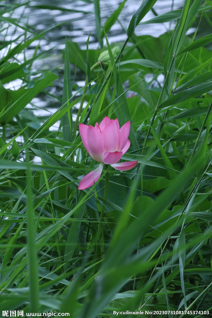 荷花荷叶