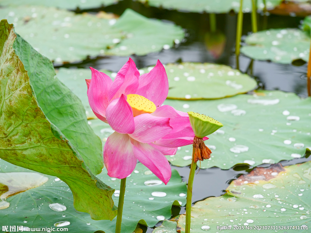 雨后荷花