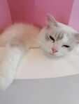猫咪睡觉