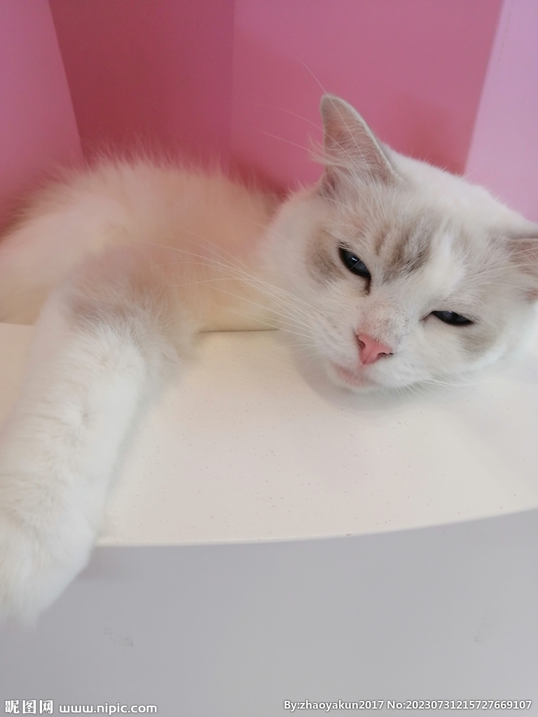 猫咪睡觉
