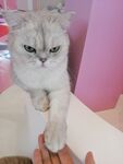 猫咪