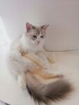 猫咪大尾巴