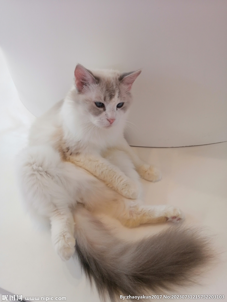 猫咪大尾巴
