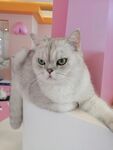 猫咪可爱