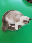 猫猫