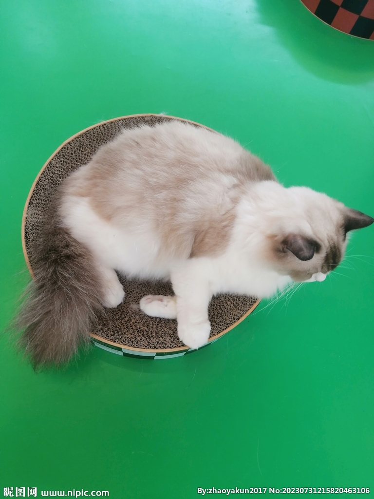 猫猫