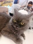 蓝猫