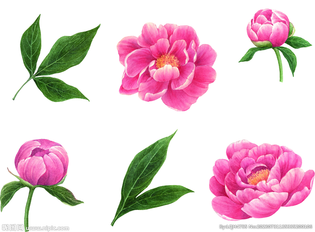 花卉