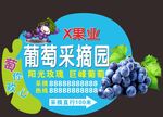 葡萄采摘