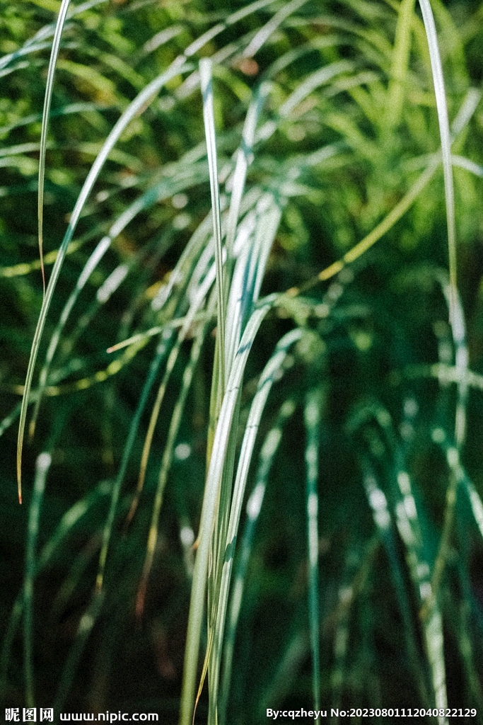 野草