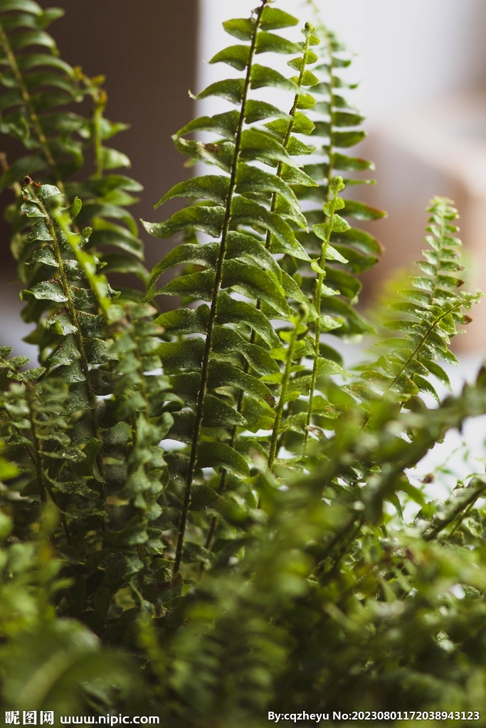 蕨类植物