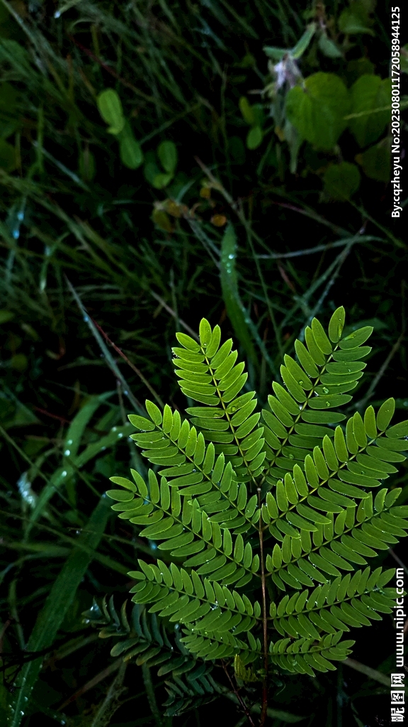 蕨类植物