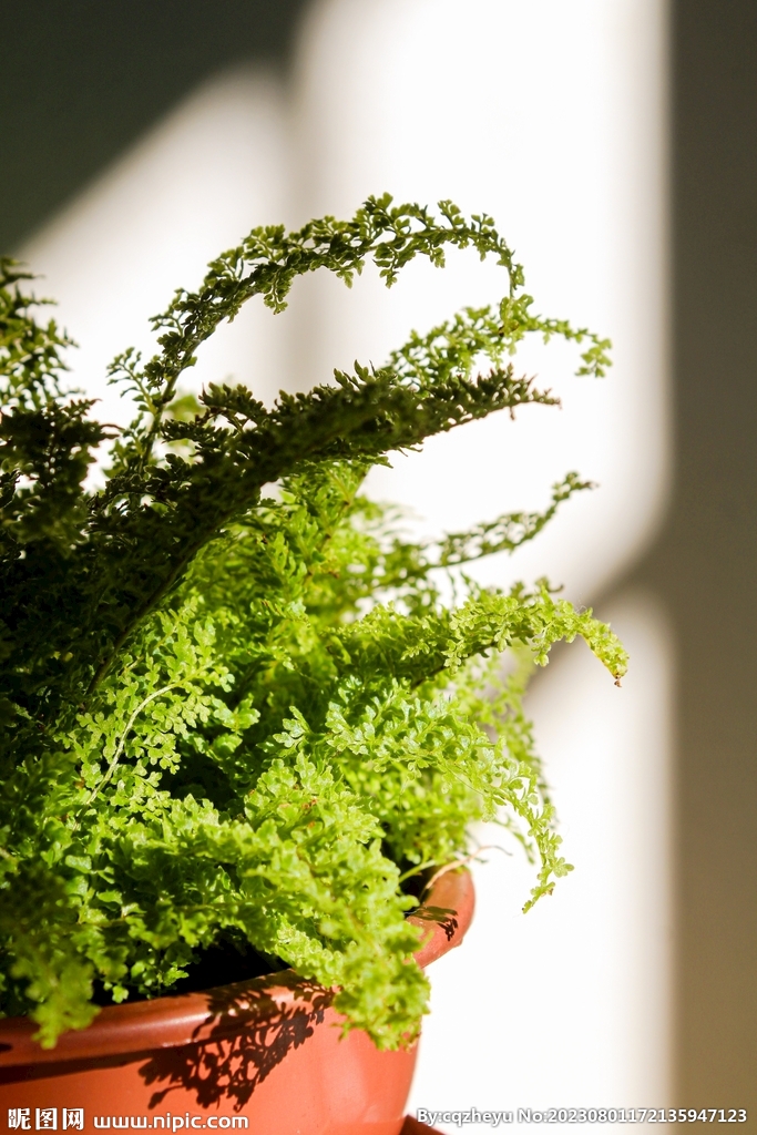 蕨类植物