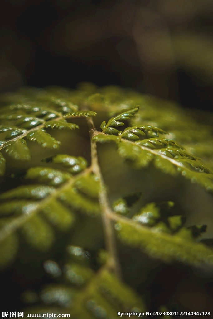 蕨类植物