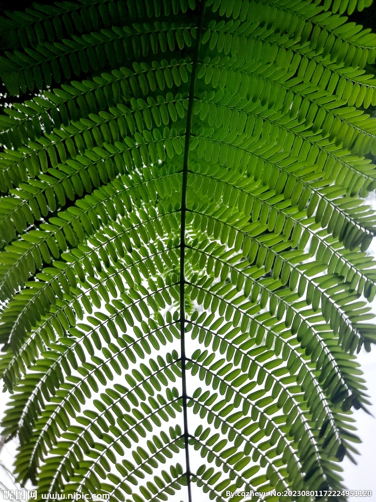 蕨类植物