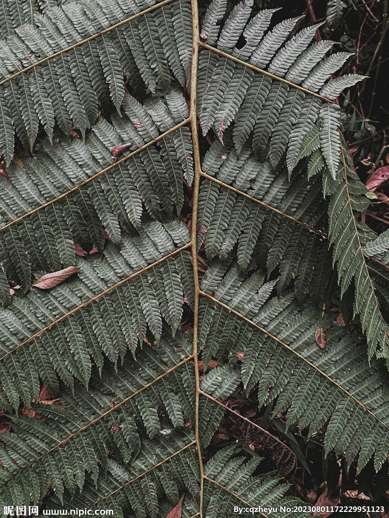 蕨类植物