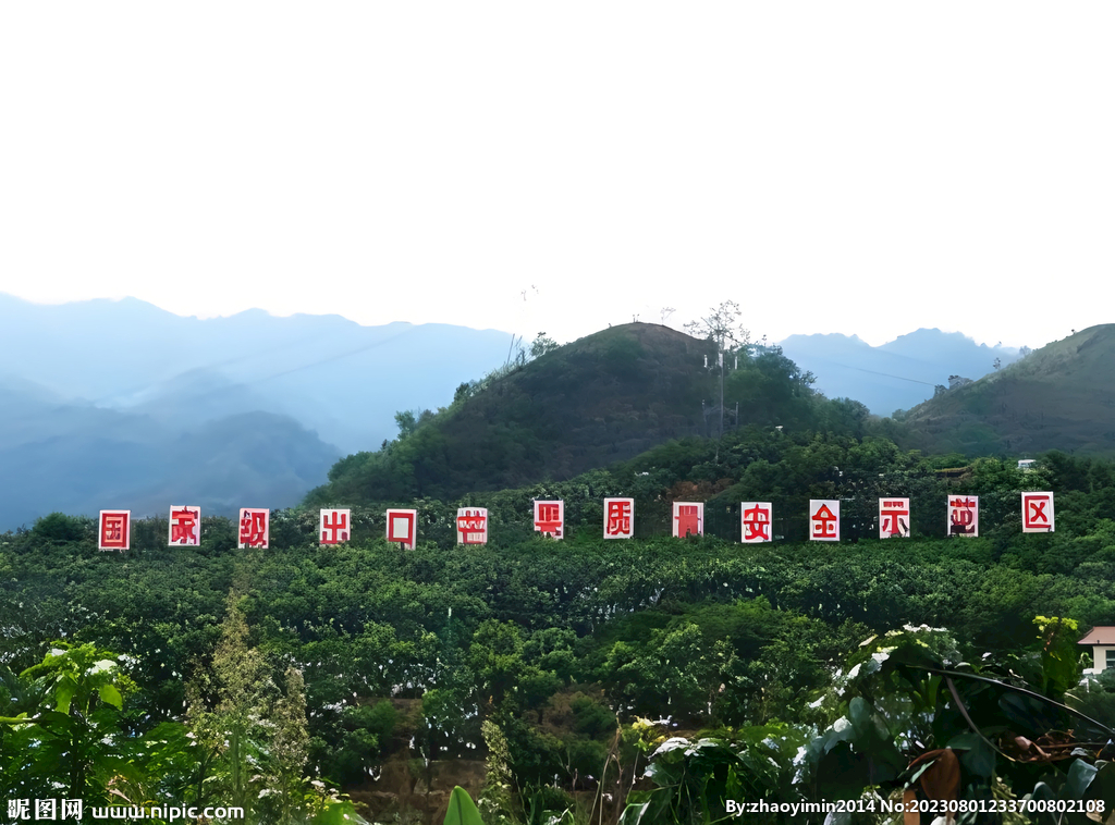 芒果栽培基地