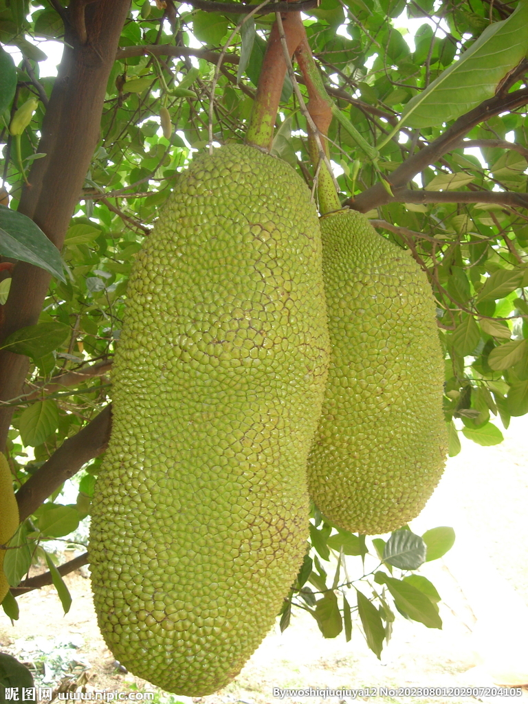菠萝蜜