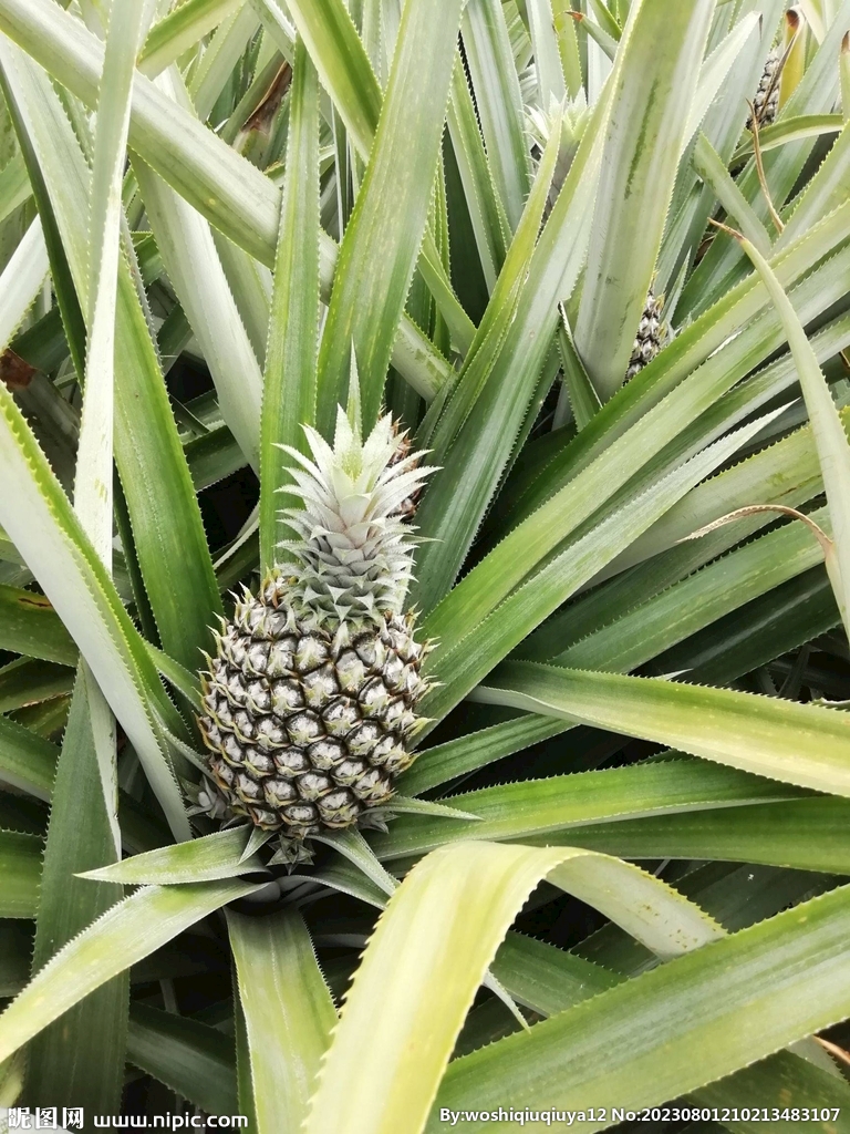 菠萝