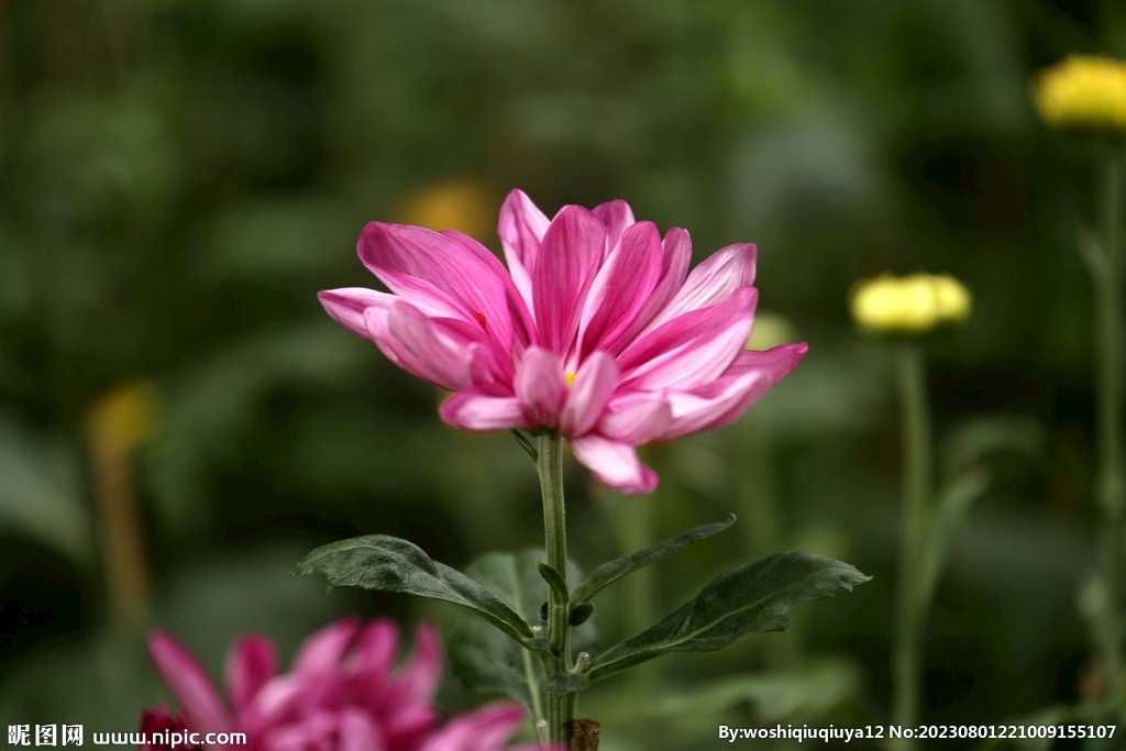 菊花