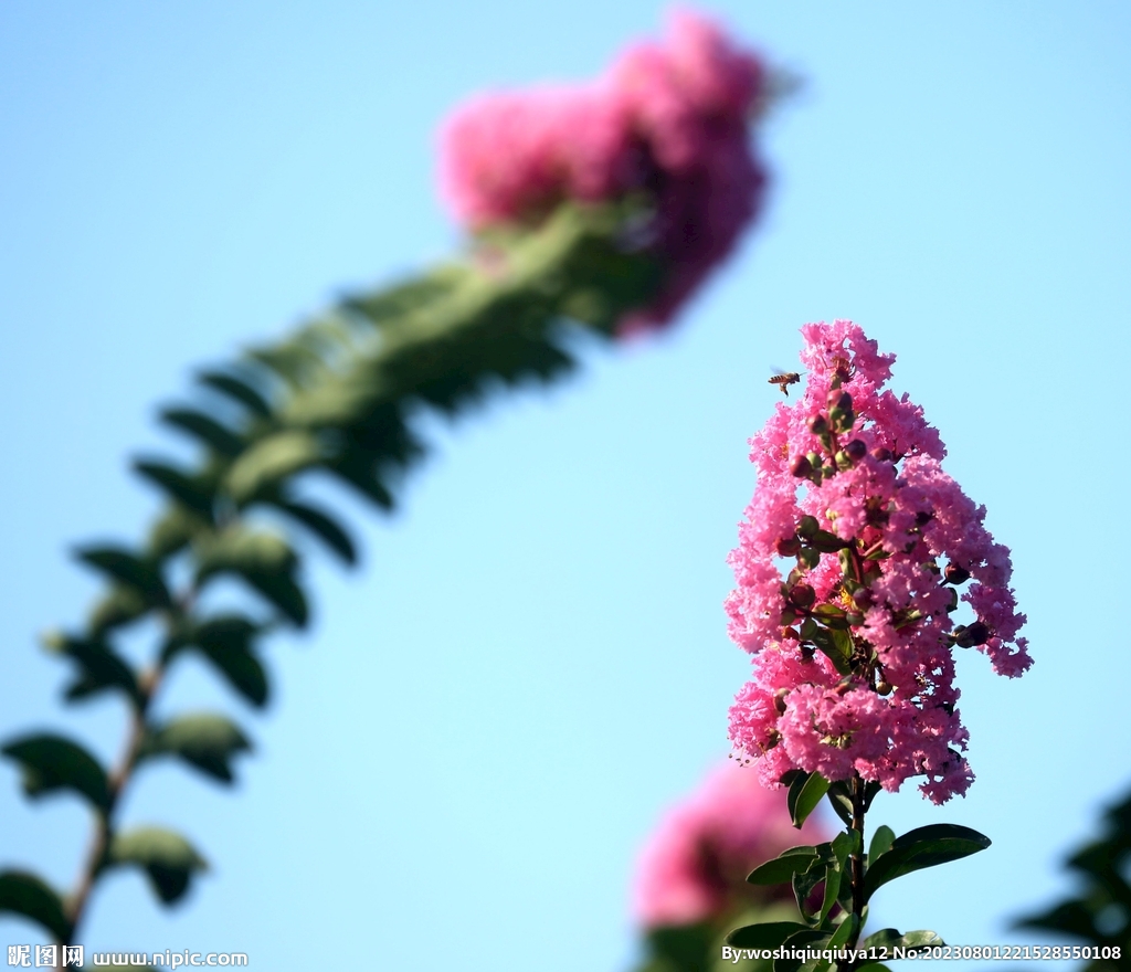 紫薇花